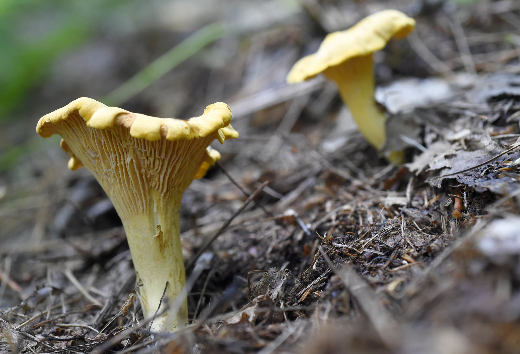 Fungus Amungus